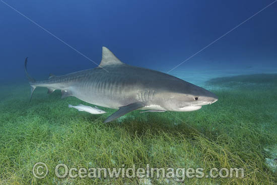 Tiger Shark Bahamas photo Tiger Shark Bahamas photo