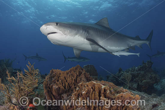 Tiger Shark photo Tiger Shark photo