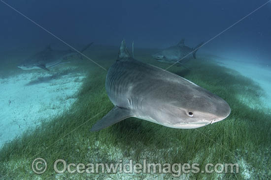 Tiger Shark Bahamas photo Tiger Shark Bahamas photo