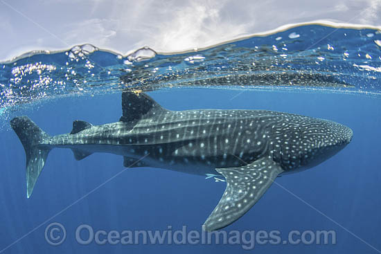 Whale Shark (Rhincodon typus). Largest fish in the world possibly exceeding 20m in length. Over under or split frame at Isla Mujeres, Mexico. Caribbean Sea. Photo - Andy Murch