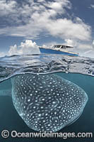 Whale Shark Photo - Andy Murch