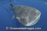 Whale Shark Photo - Andy Murch