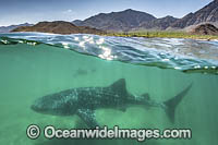 Whale Shark Photo - Andy Murch