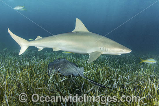 Blacknose Shark (Carcharhinus acronotus). Gun Cay, Bahamas, Caribbean Sea. Photo - Andy Murch Blacknose Shark (Carcharhinus acronotus). Gun Cay, Bahamas, Caribbean Sea. Photo - Andy Murch