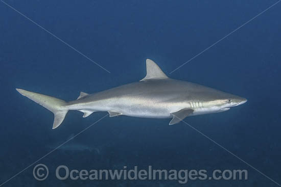 Blacknose Shark (Carcharhinus acronotus). Gun Cay, Bahamas, Caribbean Sea. Photo - Andy Murch