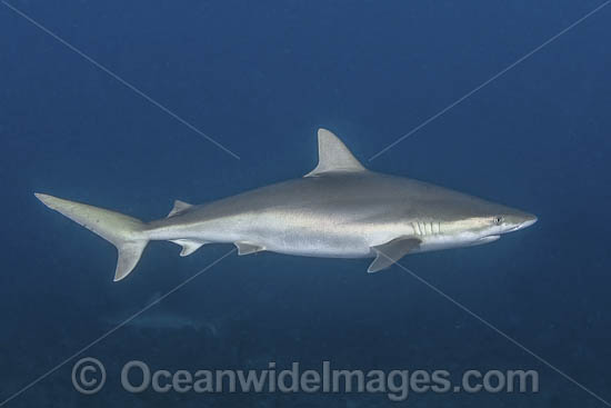 Blacknose Shark (Carcharhinus acronotus). Gun Cay, Bahamas, Caribbean Sea. Photo - Andy Murch Blacknose Shark (Carcharhinus acronotus). Gun Cay, Bahamas, Caribbean Sea. Photo - Andy Murch