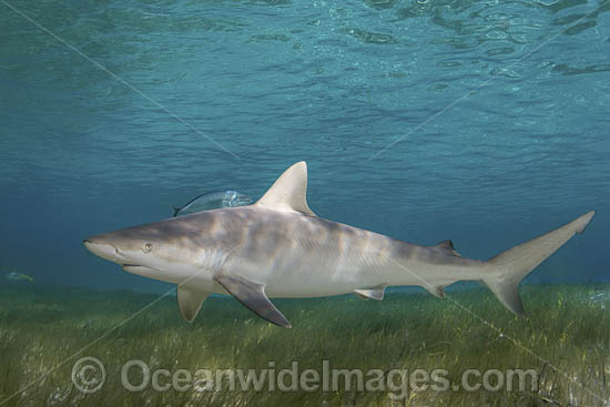 Blacknose Shark photo