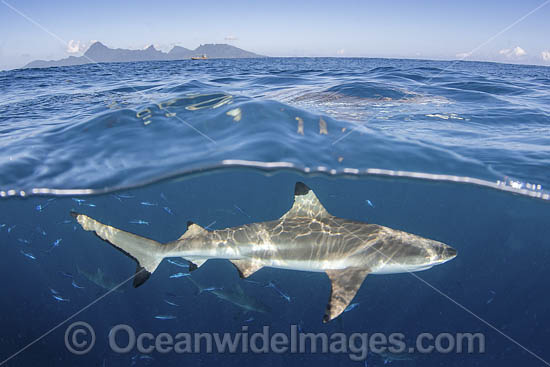 Blacktip Reef Shark Polynesia photo