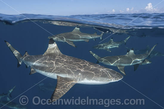 Blacktip Reef Shark (Carcharhinus melanopterus). White Valley (dive site), Tahiti, French Polynesia, South Pacific Ocean. Photo - Andy Murch Blacktip Reef Shark (Carcharhinus melanopterus). White Valley (dive site), Tahiti, French Polynesia, South Pacific Ocean. Photo - Andy Murch