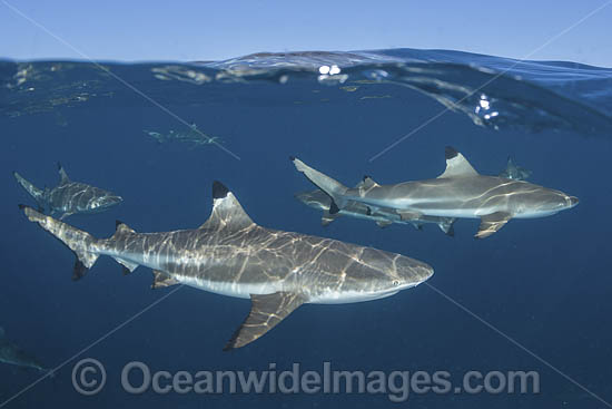 Blacktip Reef Shark Polynesia photo