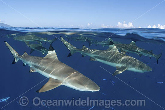 Blacktip Reef Shark (Carcharhinus melanopterus). White Valley (dive site), Tahiti, French Polynesia, South Pacific Ocean. Photo - Andy Murch Blacktip Reef Shark (Carcharhinus melanopterus). White Valley (dive site), Tahiti, French Polynesia, South Pacific Ocean. Photo - Andy Murch