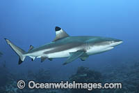 Blacktip Reef Shark Polynesia Photo - Andy Murch