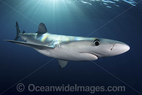 Blue Shark (Prionace glauca). Cabo San Lucas, Baja, Mexico, Eastern Pacific. Photo - Andy Murch Blue Shark (Prionace glauca). Cabo San Lucas, Baja, Mexico, Eastern Pacific. Photo - Andy Murch