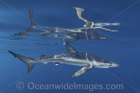 Blue Shark (Prionace glauca). Reflection against the surface. Cabo San Lucas, Baja, Mexico, Eastern Pacific. Photo - Andy Murch Blue Shark (Prionace glauca). Reflection against the surface. Cabo San Lucas, Baja, Mexico, Eastern Pacific. Photo - Andy Murch