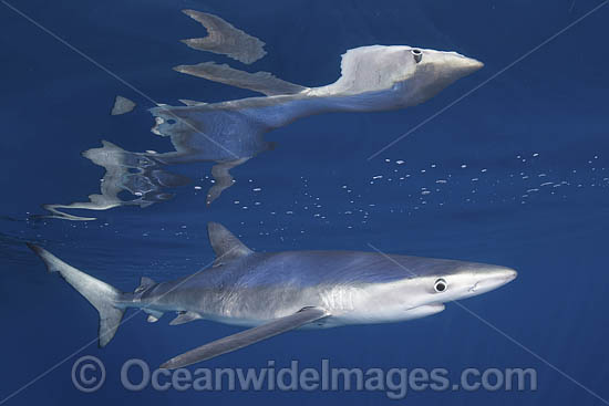 Blue Shark (Prionace glauca). Reflection against the surface. Cabo San Lucas, Baja, Mexico, Eastern Pacific. Photo - Andy Murch Blue Shark (Prionace glauca). Reflection against the surface. Cabo San Lucas, Baja, Mexico, Eastern Pacific. Photo - Andy Murch