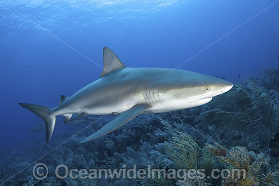 Caribbean Reef Shark (Carcharhinus perezi). Tiger Beach, Little Bahama Bank, Bahamas. Photo - Andy Murch Caribbean Reef Shark (Carcharhinus perezi). Tiger Beach, Little Bahama Bank, Bahamas. Photo - Andy Murch