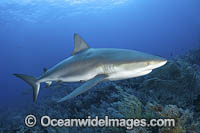 Caribbean Reef Shark Tiger Beach Photo - Andy Murch