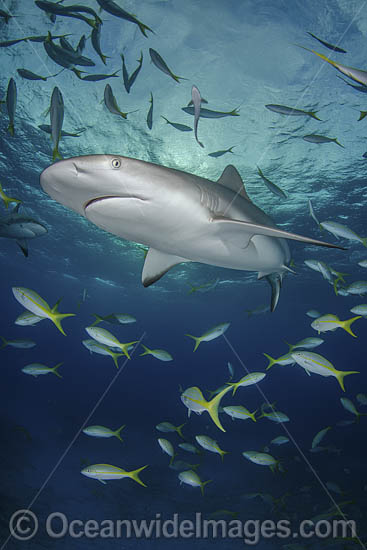 Caribbean Reef Shark Tiger Beach photo