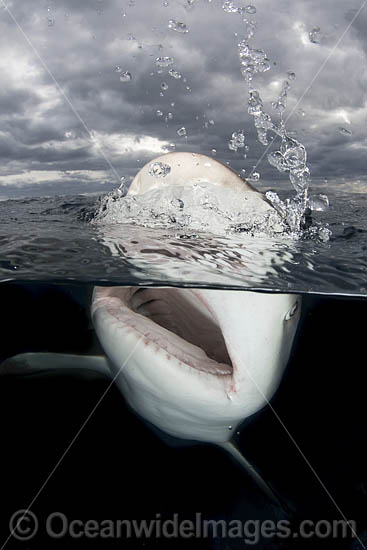 Caribbean Reef Shark (Carcharhinus perezi). Tiger Beach, Little Bahama Bank, Bahamas. Photo - Andy Murch Caribbean Reef Shark (Carcharhinus perezi). Tiger Beach, Little Bahama Bank, Bahamas. Photo - Andy Murch
