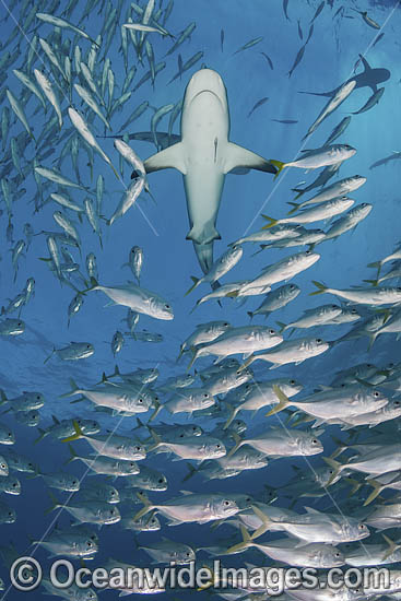 Caribbean Reef Shark (Carcharhinus perezi). Tiger Beach, Little Bahama Bank, Bahamas. Photo - Andy Murch