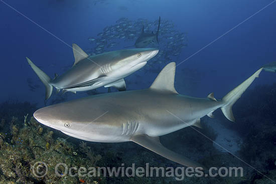 Caribbean Reef Shark Tiger Beach photo