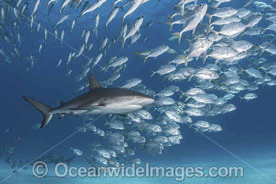 Caribbean Reef Shark (Carcharhinus perezi). Tiger Beach, Little Bahama Bank, Bahamas. Photo - Andy Murch Caribbean Reef Shark (Carcharhinus perezi). Tiger Beach, Little Bahama Bank, Bahamas. Photo - Andy Murch