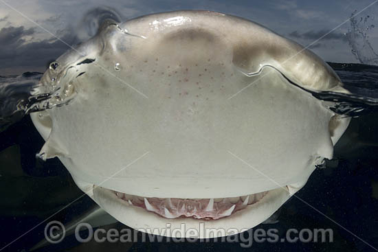 Lemon Shark (Negaprion brevirostris) at Tiger Beach; a popular shark diving spot on Little Bahama Bank in the Northern Caribbean. Photo - Andy Murch Lemon Shark (Negaprion brevirostris) at Tiger Beach; a popular shark diving spot on Little Bahama Bank in the Northern Caribbean. Photo - Andy Murch
