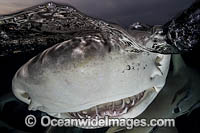 Lemon Shark Photo - Andy Murch