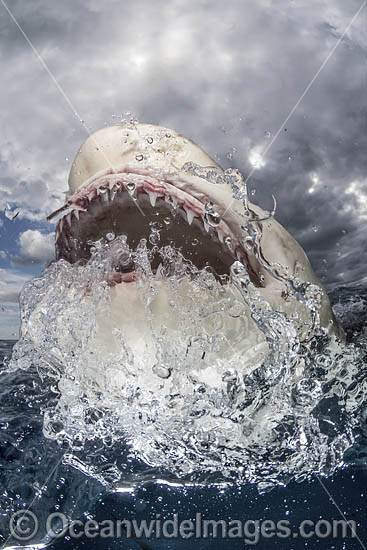 Lemon Shark photo