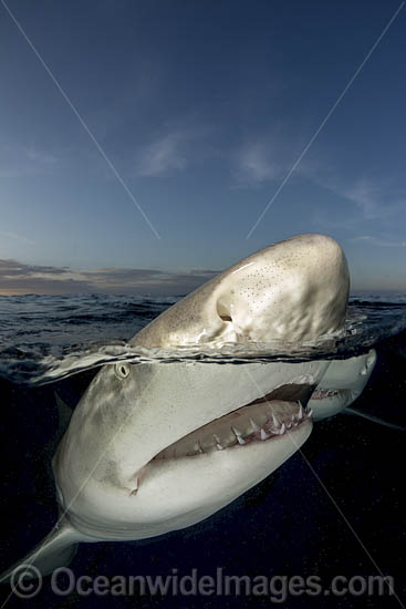 Lemon Shark photo Lemon Shark photo