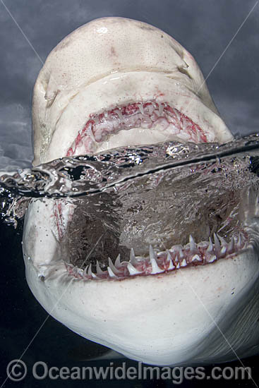 Lemon Shark (Negaprion brevirostris) at Tiger Beach; a popular shark diving spot on Little Bahama Bank in the Northern Caribbean. Photo - Andy Murch Lemon Shark (Negaprion brevirostris) at Tiger Beach; a popular shark diving spot on Little Bahama Bank in the Northern Caribbean. Photo - Andy Murch