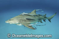 Lemon Shark Photo - Andy Murch