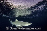 Lemon Shark Photo - Andy Murch