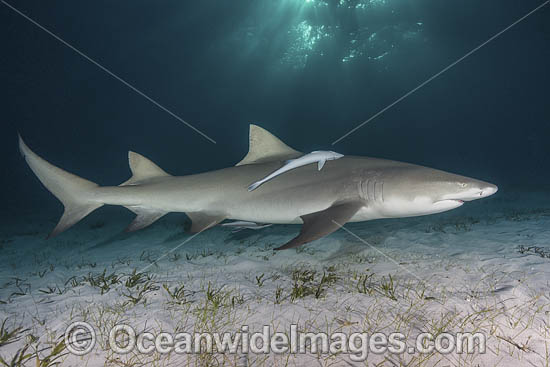Lemon Shark photo Lemon Shark photo