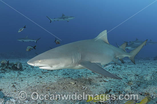 Sicklefin Lemon Shark photo