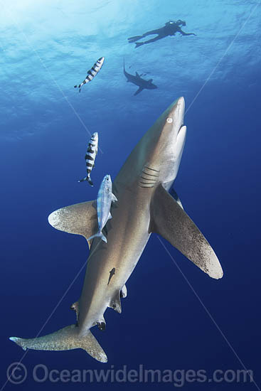 Oceanic Whitetip Shark Bahamas photo