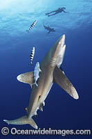 Oceanic Whitetip Shark Bahamas Photo - Andy Murch
