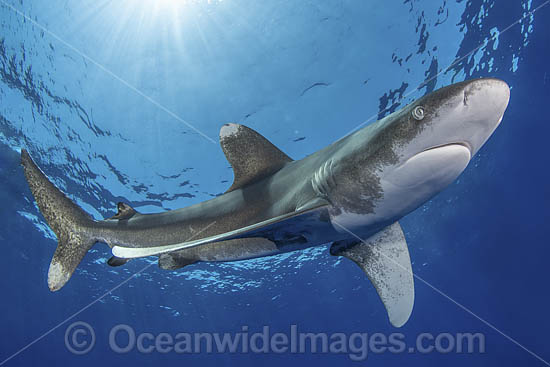 Oceanic Whitetip Shark Bahamas photo