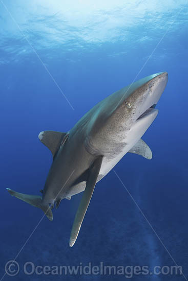 Oceanic Whitetip Shark Bahamas photo