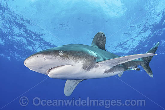 Oceanic Whitetip Shark (Carcharhinus longimanis). A circumtropical ocean wanderer. Cat Island, Bahamas. Photo - Andy Murch