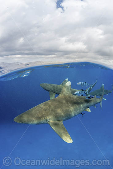 Oceanic Whitetip Shark Bahamas photo