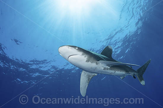 Oceanic Whitetip Shark Bahamas photo