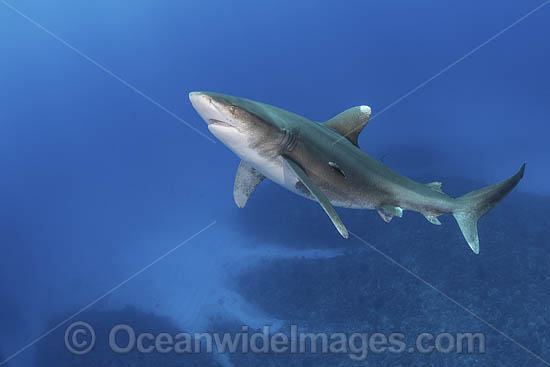 Oceanic Whitetip Shark Bahamas photo