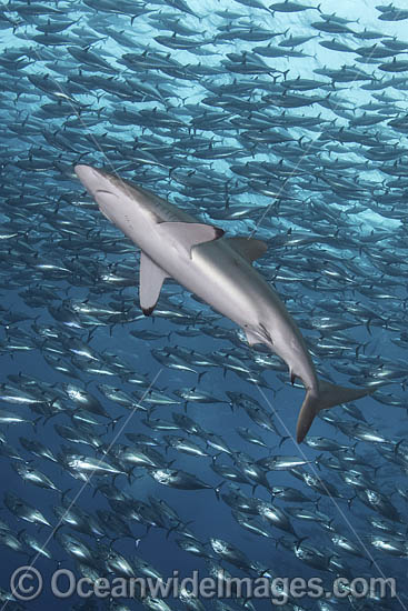 Silky Shark photo