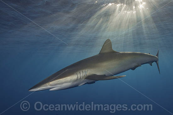 Silky Shark at sunset photo Silky Shark at sunset photo