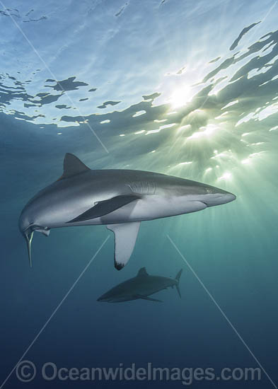Silky Shark at sunset photo Silky Shark at sunset photo