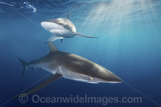 Silky Shark at sunset photo