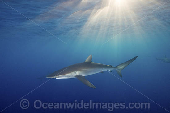 Silky Shark at sunset photo Silky Shark at sunset photo