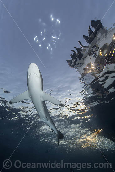Silky Shark at sunset photo Silky Shark at sunset photo