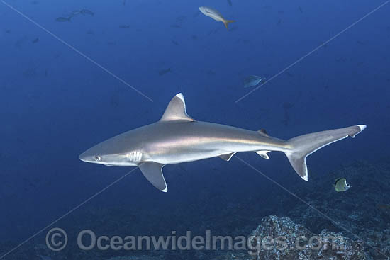 Silvertip Shark photo